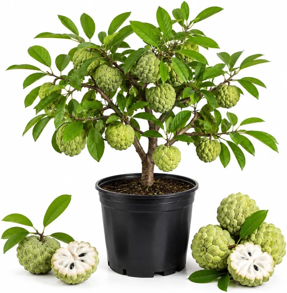 Sugar Apple Tree in 3 Gallon Pot, 2-3 Ft Tall, Well-Rooted Tree, USDA Zone 9-11, Hardy Custard Apple Fruit Tree for Home Garden (No Ship to CA, HI, AK)