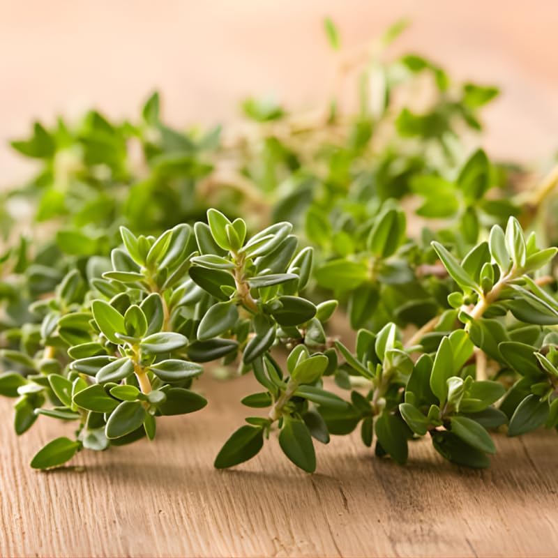 Lemon Thyme Plants Live, 4 Inch Tall Starter, Fragrant Citrus Herb for Culinary Gardens and Potted Porches