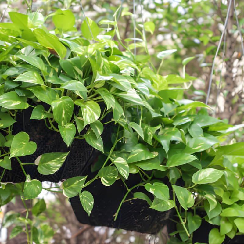 Golden Pothos Live Plant, 6" Potted Plant, Easy Care Indoor Vine, Hanging Green Foliage for Shelves and Desks