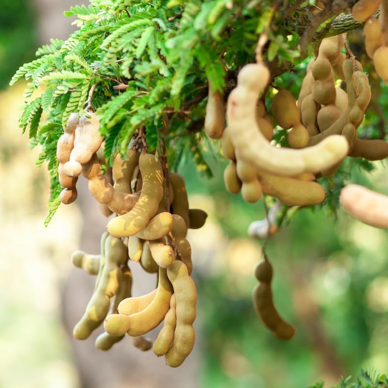 No Ship to CA, HI, AK, Sour Tamarind Live Plant, 3 Gallon Pot, 2-3 Feet Tall, Potted Tropical Fruit Tree Starter for Backyard and Large Containers