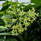 Night Blooming Jasmine Plant Live, 8" Bare Root Seedling, Fast Growing Cestrum Nocturnum Shrub, Well-Rooted Plant for Home and Garden