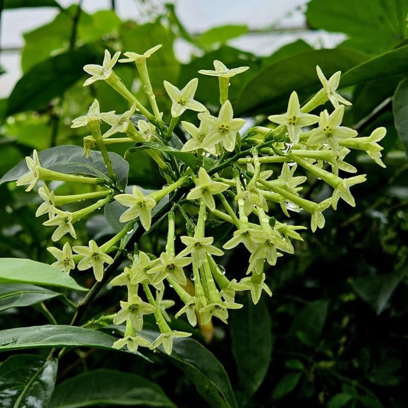 Night Blooming Jasmine Plant Live, 8" Bare Root Seedling, Fast Growing Cestrum Nocturnum Shrub, Well-Rooted Plant for Home and Garden