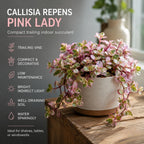 Live Succulent Plant, 4" Pot, Callisia Repens Pink Lady Live Houseplant with Pink Striped Leaves, Sturdy Low Maintenance Trailing Plant for Home & Office Decor