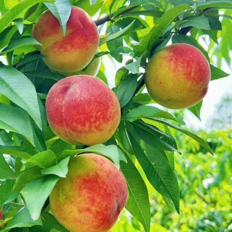 (No Ship to CA,HI,AK) Flordaking Peach Tree Live Plant, 3 Gallon Pot - 3 Ft Tall, Sweet & Juicy Peaches, Self-Pollinating Fruit Tree for Backyard Orchards & Patio Landscaping