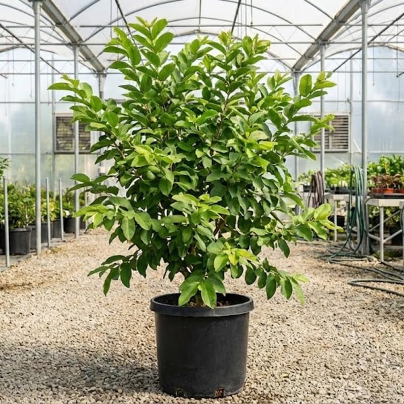 Ruby Guava Tree for Planting | Fresh Fruit 3 Ft Tall | Ideal Guava Tree Live Plant for Home Gardens & Patio Containers