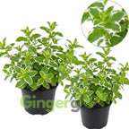 2 Chocolate Mint Plant, 3" Pot, Fresh Herb Plants Live, Mint Plants for Inside Windowsills or Outdoor Garden Beds