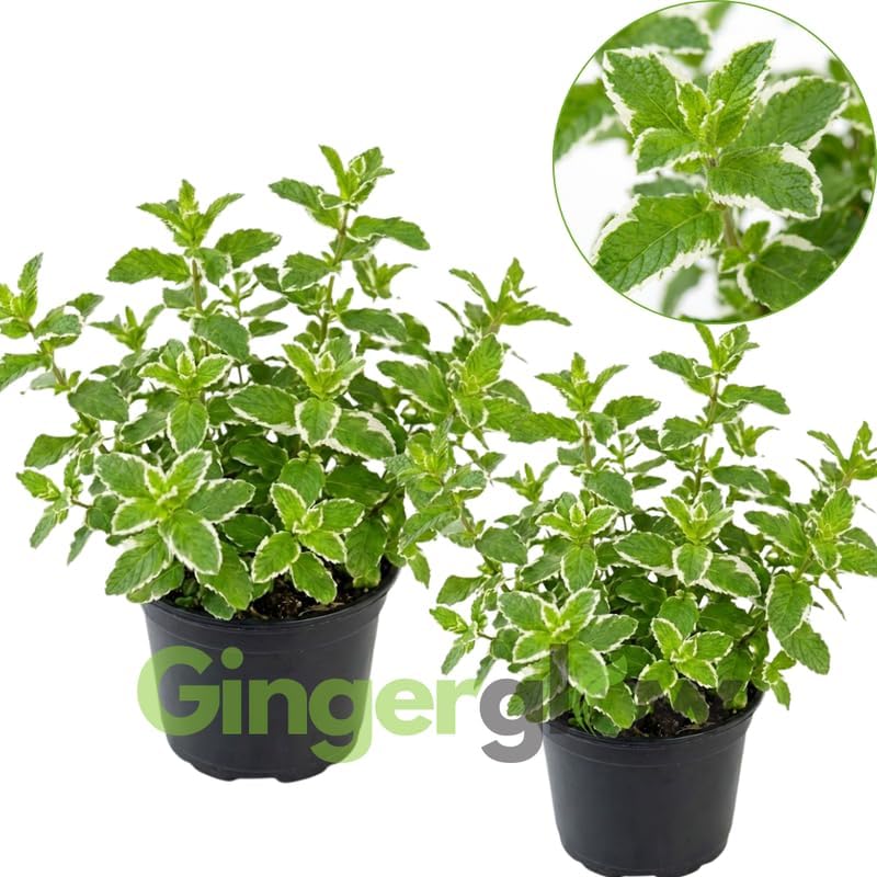 2 Chocolate Mint Plant, 3" Pot, Fresh Herb Plants Live, Mint Plants for Inside Windowsills or Outdoor Garden Beds