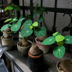 Stephania Cephalantha Live Plant in 2 – 2.5" Inch Pot | Stephania Erecta Plant Bulb | Low-Maintenance Indoor Greenery | Suitable for Desks, Shelves & Modern Décor | Great Botanical Gift