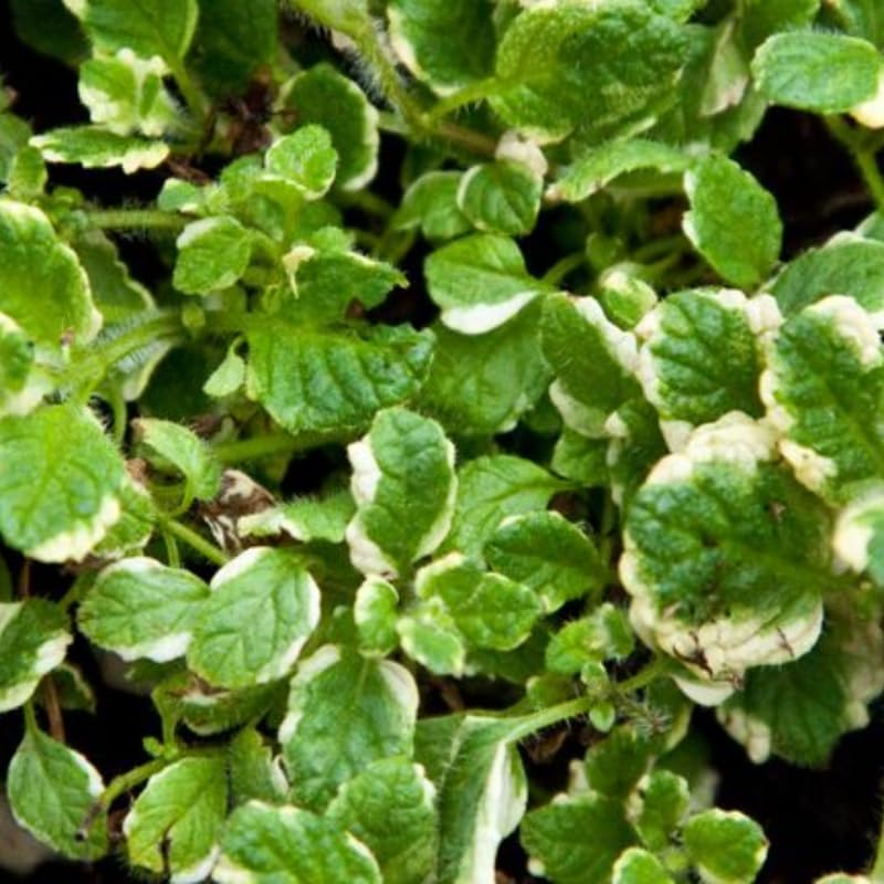 Chocolate Mint Plants Live Outdoor and Garden, Mint Plants Live in 3-Inch Pot, Cold-Hardy Mint Herb for Patios, Containers, and Ground Cover