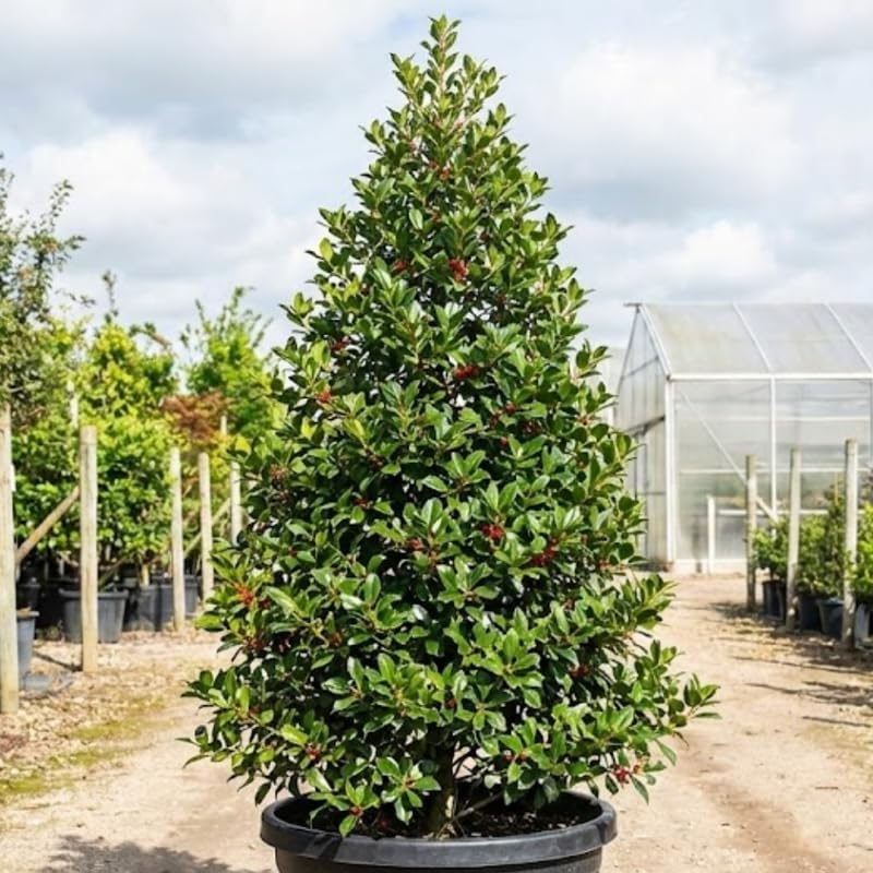 Foster Holly Tree in 2.5-Inch Pot | Fosteri Live Evergreen Shrub | Fast Growing Privacy Hedge with Red Winter Berries