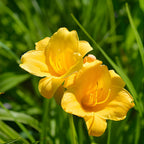 5 Stella de Oro Daylily Roots, Reblooming Yellow Perennial Roots for Garden Borders, Cold-Hardy Miniature Golden Daylily