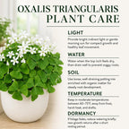 2 Green Oxalis Triangularis Live Plants in Gallon Pot, Low Maintenance False Shamrock Plant, Hardy Perennials, Perfect for Rock Gardens and Shaded Borders