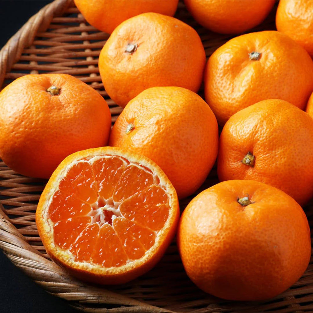 (No Ship to CA,HI,AK) Kishu Mandarin Oranges Tree Live Plant | 1 Gallon Live Potted Citrus Tree | Sweet Juicy Fruit for Cooking Juicing & Home Gardening