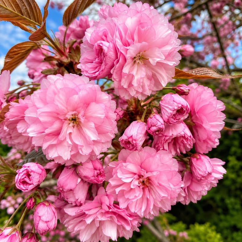 Double Pink Cherry Tree Live Plant, 6-12" Tall in Pot Japanese Cherry Blossom Tree, Cold Hardy Perennial Flowering Tree, Perfect for Garden Landscapes, Lawns and Patios