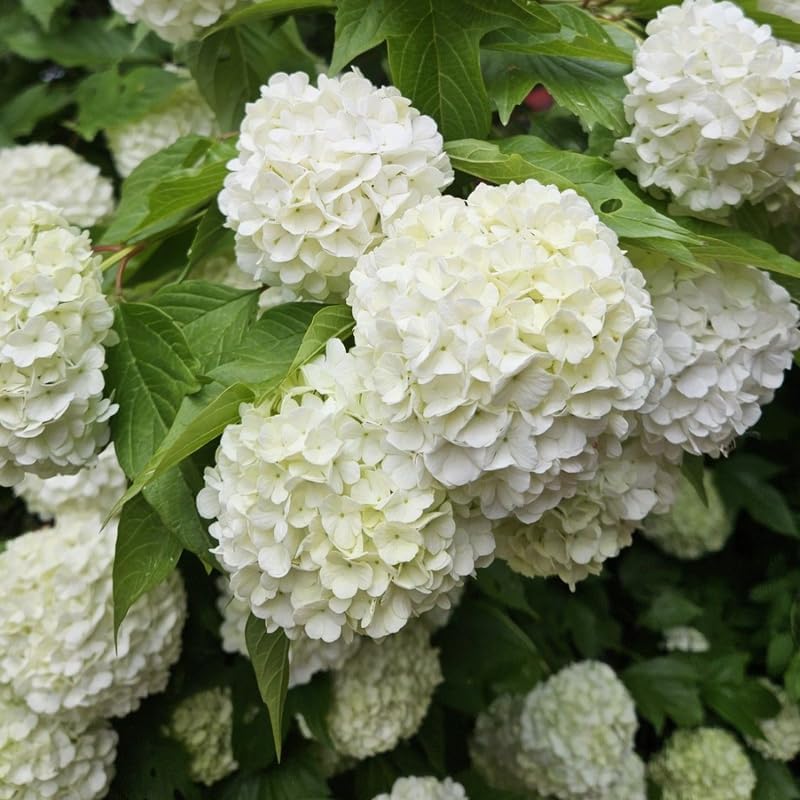 2 Snowball Bush Live Plants | Japanese Snowball Bush Live Plant for Outdoor Growing | 1–2 Feet Tall Bare Root Shrubs | Ideal for Garden Planting and Landscape Use