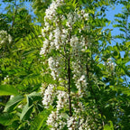 5 Black Locust Native Live Plants – Fast-Growing Outdoor Trees | 6–12 Inch Tall | Fragrant Spring Flowers