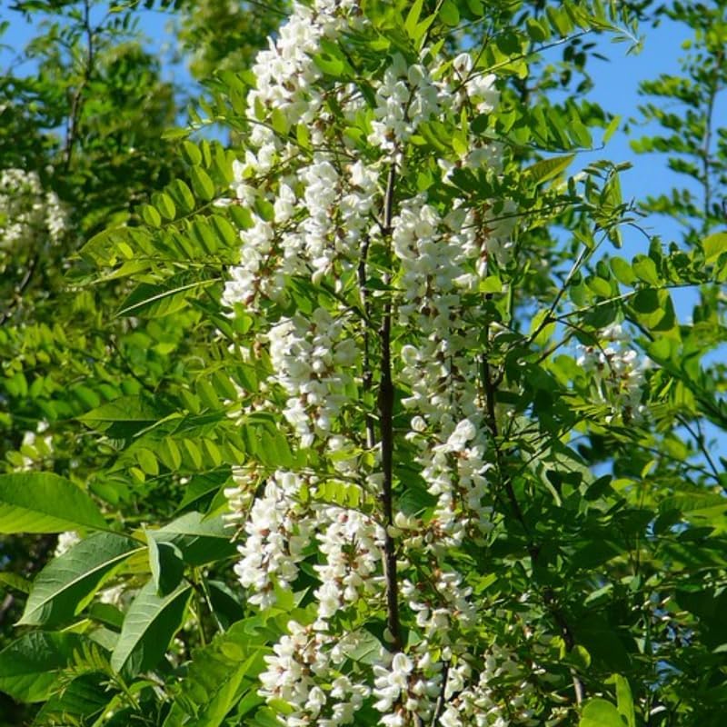 5 Black Locust Native Live Plants – Fast-Growing Outdoor Trees | 6–12 Inch Tall | Fragrant Spring Flowers