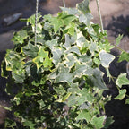 Glacier English Ivy in 6'' Inch Pot for Planting | Trailing & Climbing Easy-Care House Plant | Real English Ivy Plant for Indoor Décor