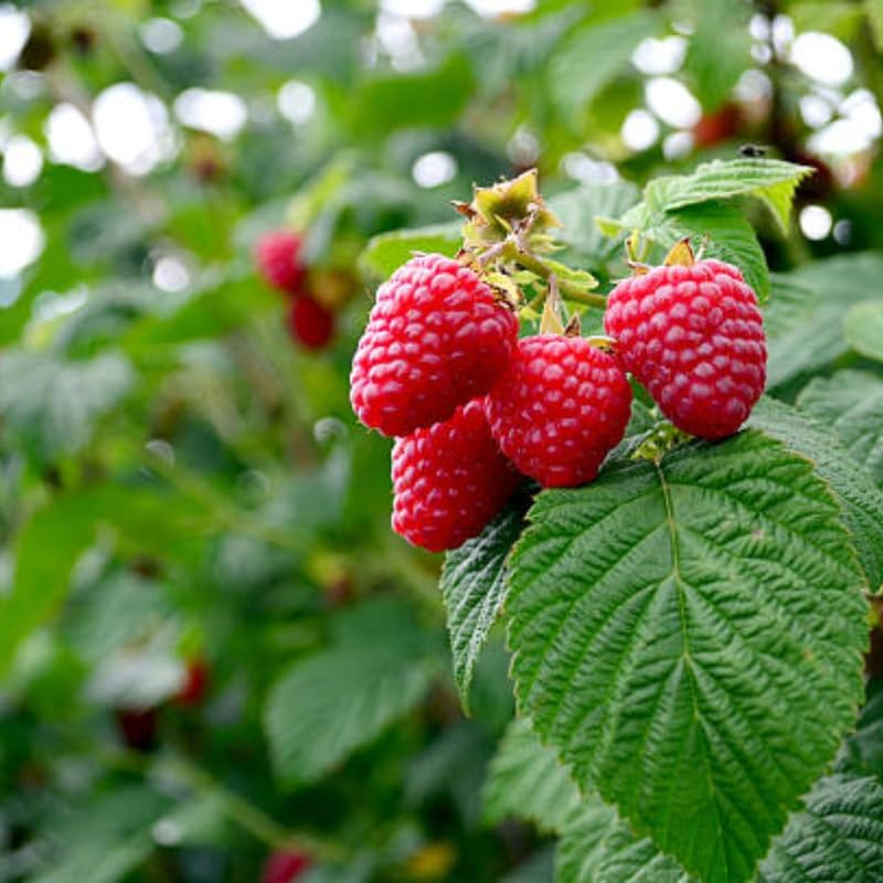 Live Raspberry Plants Live for Planting, 7" Bare Root Seedling, Cold-Hardy Rubus Idaeus Deciduous Shrub, Well-Rooted Starter Plant for Home Orchard