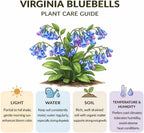 5 Virginia Bluebells Roots, Easy Care Bluebell Wild Flower, Hardy Perennial Plant with Soft Pastel Blue Bloom for Shade Gardens & Woodland Beds