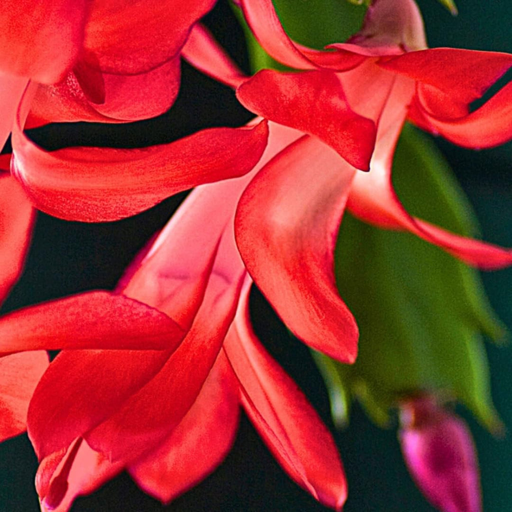 2 Orange Christmas Cactus Plant Live | 3 to 4 Inch Tall Indoor | Housewarming Friendship Gifts for Women Best Friend Presents for Mom Birthday Gift for New Home