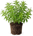 Lemon Verbena Plant, 4-Inch Tall, Well Rooted, Easy Care, Aromatic and Edible Herb Live Plant, Ideal for Containers, Patio & Outdoor Planting