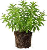 Lemon Verbena Plant, 4-Inch Tall, Well Rooted, Easy Care, Aromatic and Edible Herb Live Plant, Ideal for Containers, Patio & Outdoor Planting