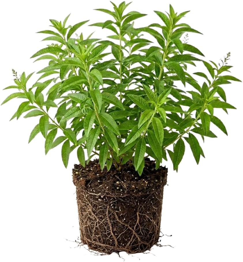 Lemon Verbena Plant, 4-Inch Tall, Well Rooted, Easy Care, Aromatic and Edible Herb Live Plant, Ideal for Containers, Patio & Outdoor Planting