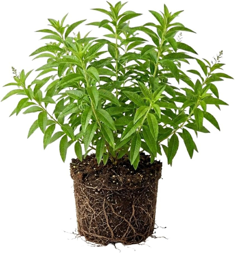 Lemon Verbena Plant, 4-Inch Tall, Well Rooted, Easy Care, Aromatic and Edible Herb Live Plant, Ideal for Containers, Patio & Outdoor Planting