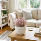2 Echeveria Chroma Succulent Plants Live, 2 Inch Pot, Rare Live Succulent, Easy Care, Vibrant Color Indoor Houseplant for Home, Office Décor, Small Spaces & Gifts