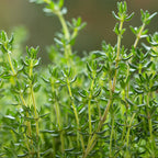 2 Thyme Plants Live for Planting, French Thyme, 4-Inch Tall, Fresh Edible Herb for Kitchen Gardens, Easy to Care Indoor Plant