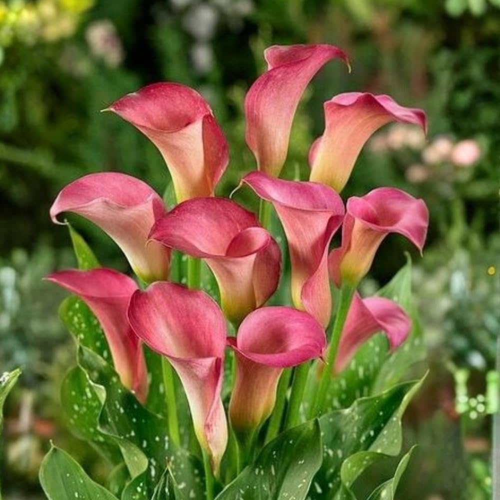 Calla Lily Bulbs for Planting, Mix 3 Large Bulbs, Vibrant Black, Flame, and Yellow Flowering Perennials for Sunny Patios and Cutting Gardens