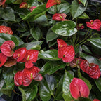 Anthurium Flamingo Flower Plant, Red Anthurium Plant Live in 4 Inch Pot, Air Purifying Flowering Indoor Houseplant, Home, Room, or Office Décor, Easy to Grow