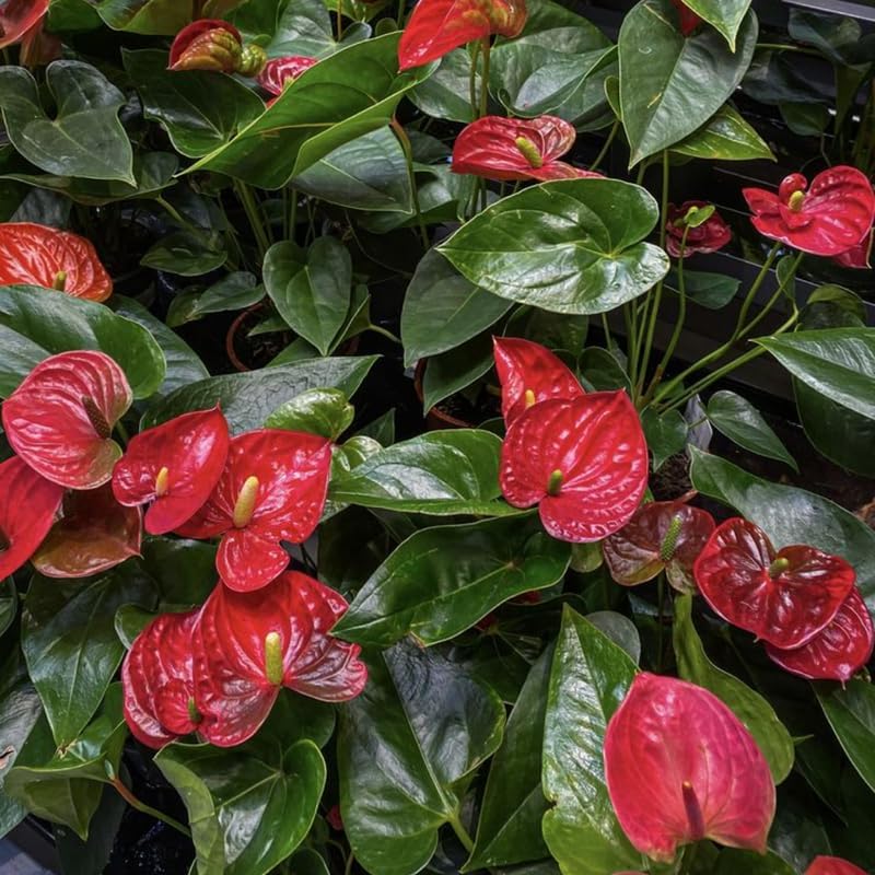 Anthurium Flamingo Flower Plant, Red Anthurium Plant Live in 4 Inch Pot, Air Purifying Flowering Indoor Houseplant, Home, Room, or Office Décor, Easy to Grow