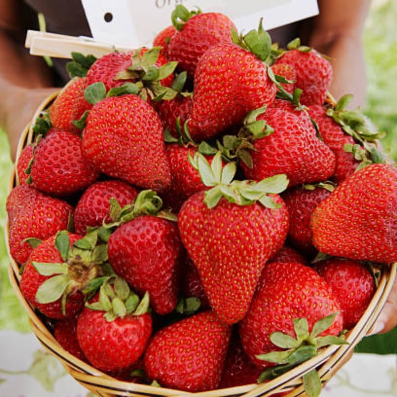 25 Sparkle Strawberry Bare Root Plants, Well-Rooted Edible Fruit Starters, Junebearing Berry Shrub for Home Garden Rows and Raised Beds