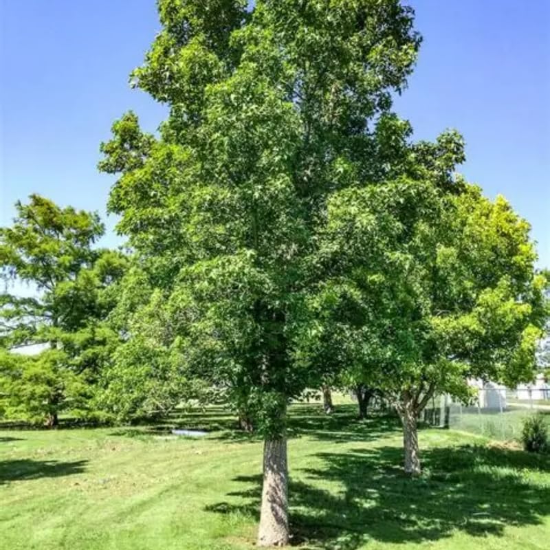 5 Sweet Gum Native Live Plants – Hardy Outdoor Trees with Star-Shaped Leaves | 6–12 Inch Tall