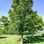 5 Sweet Gum Native Live Plants – Hardy Outdoor Trees with Star-Shaped Leaves | 6–12 Inch Tall