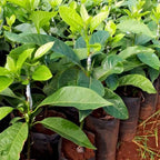 (No Ship to CA,HI,AK) Avocado Tree Live Plants | Russell Avocado Trees Live Plants 30–36 Inch Tall | Potted Fruit Tree for Outdoor Growing & Backyard Gardens