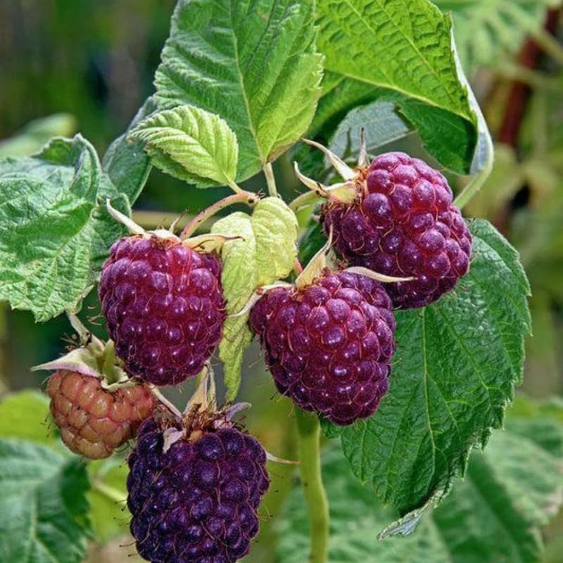 2 Raspberry Plant, Live Glencoe Raspberry, 12-24" Bare Root Plants, Easy to Grow Thornless Shrub, Sweet Plants for Garden Beds and Pots