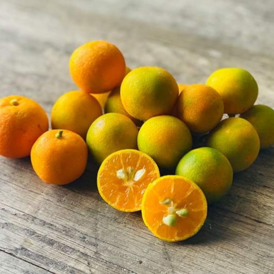 (No Ship to CA,HI,AK) Kishu Mandarin Oranges Tree Live Plant | 1 Gallon Live Potted Citrus Tree | Sweet Juicy Fruit for Cooking Juicing & Home Gardening