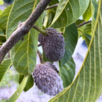 Red Sugar Apple Tree Live Plant | 2.5–3 Ft Tropical Fruit Tree | Perfect for Home Gardens, Patios, and Container Growing | No Ship to CA,HI,AK