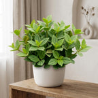 Peperomia Beetle Live Plant, 4'' Inch Pot, Easy-Care Peperomia Live Indoor Houseplant, Attractive Trailing Houseplant for Home & Office Décor
