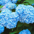 2 Nikko Blue Hydrangea Live Plants, 12-18 Inch Tall in 2.5 Inch Pot, Low Maintenance Flowering Shrub, Robust Well-Rooted Starter Plant