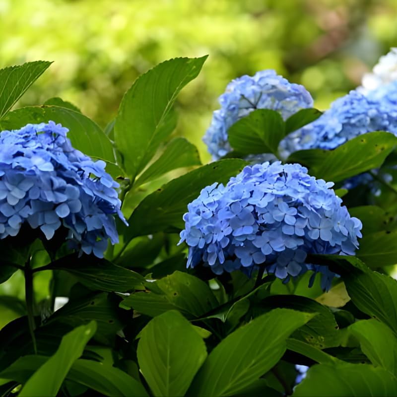 2 Nikko Blue Hydrangea Live Plants, 12-18 Inch Tall in 2.5 Inch Pot, Low Maintenance Flowering Shrub, Robust Well-Rooted Starter Plant