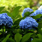 2 Nikko Blue Hydrangea Live Plants, 12-18 Inch Tall in 2.5 Inch Pot, Low Maintenance Flowering Shrub, Robust Well-Rooted Starter Plant