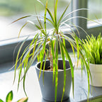 Dracaena Marginata Live Plant, Dragon Tree in 6 Inch Pot, Low-Maintenance Houseplants Live, Ideal Indoor Accent for Home & Office, Unique Gift for Plant Lovers