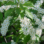 2 Chokeberry Live Plant, 3-4 Inch Tall Starter, Antioxidant Rich Aronia Berry Shrub for Edible Landscapes