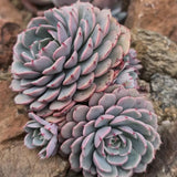 3 Echeveria Minima Succulents Live Plants, Echeveria Succulent Plant in 2 Inch Pot, Low Maintance, Unique Collections for Beginners