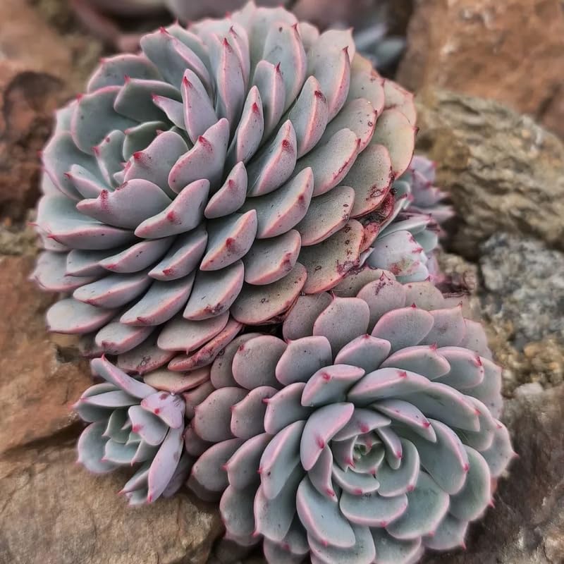 3 Echeveria Minima Succulents Live Plants, Echeveria Succulent Plant in 4 Inch Pot, Low Maintance, Unique Collections for Beginners