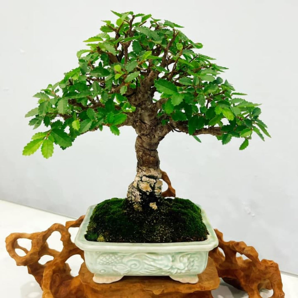 Ulmus parvifolia Chinese Elm Trees for Planting | Hardy Shade Tree for Outdoor Landscapes | Drought-Tolerant, Low-Maintenance Elm Tree | Live 6–12 Inch Starter Plant